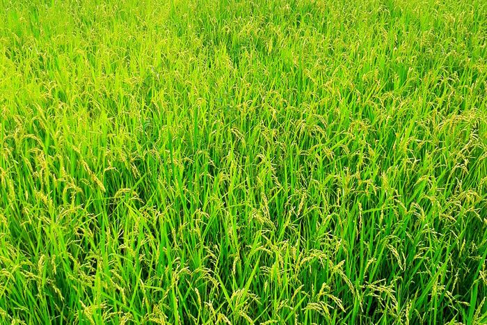 Giống lúa J02 sinh trưởng khoảng 108 ngày và phát triển phù hợp với khí hậu và thổ nhưỡng trên địa bàn huyện Ia Grai.