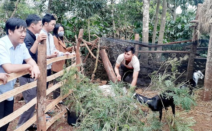Anh Rơ Chăm Brao (làng Klah, xã Al Bá) chăm sóc đàn dê vừa được nhận. Ảnh: Hoàng Viên