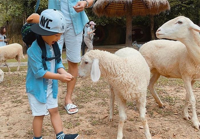 Trong chuyến đi này, bé Bảo Bảo rất hào hứng vì lần đầu được vào vườn bách thú và chơi đùa với nhiều loài động vật. Cậu nhóc không hề sợ hãi khi cho cừu ăn cỏ.