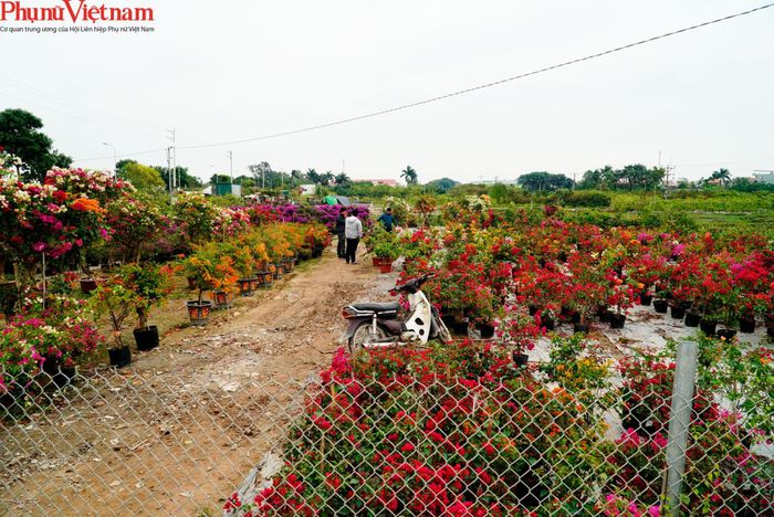 Từ diện tích chỉ bằng 1/10 diện tích cây cảnh trồng trên địa bàn (cây sanh, lộc vừng, cau vua, hoa lan, trúc quân tử…), cho đến nay diện tích trồng cây hoa giấy đã đạt 45,5ha (chiếm 52%)