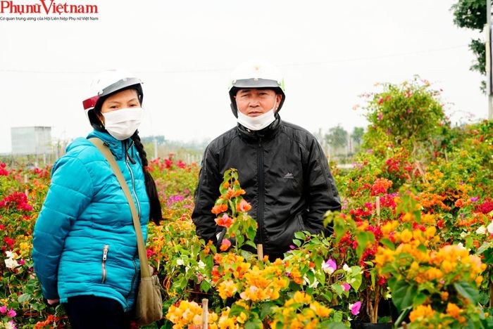 Anh Chu Văn Thưởng (52 tuổi, huyện Tân Yên, Bắc Giang), lái buôn đến tham khảo giá và dự định mua 100 cây hoa giấy về bán dịp Tết
