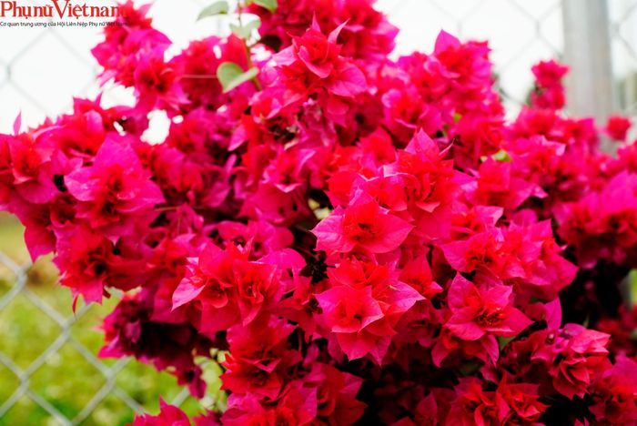 Hiện nay, hoa giấy Phù Đổng có những sản phẩm chủ đạo như hoa giấy một màu, hoa giấy kép, hoa giấy 2 màu (đỏ hồng, trắng)