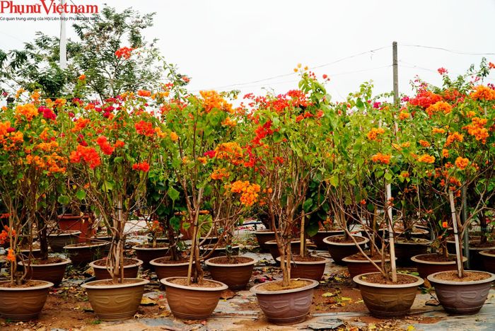 Để làm rõ giá trị khác biệt mà cây hoa giấy mang lại cho người dân nơi đây hơn, bà Nguyễn Thị Thúy, Phó Chủ tịch xã Phủ Đổng đã so sánh với việc trồng lúa – nếu 1 sào lúa cho thu hoạch 2 tạ thóc, bán được trung bình 1,4 triệu đồng thì cùng với diện tích đó – trồng được 1.000 bầu hoa giấy, sau khoảng 8 tháng sẽ bán được với giá thành trung bình 70.000 - 80.000 đồng/bầu, thu nhập từ 70 - 80 triệu đồng/sào