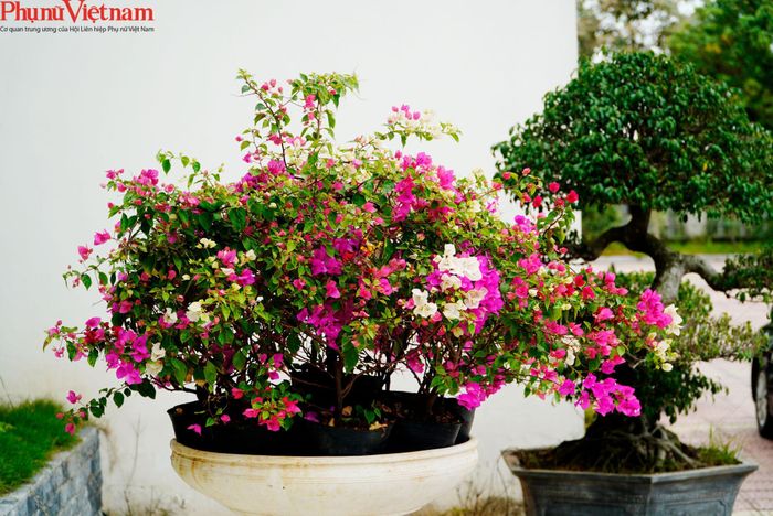 Được biết, hoa giấy bắt đầu du nhập về xã Phù Đổng cách nay khoảng 20 năm, nhưng đặc biệt phát triển mạnh trong 5 năm trở lại đây – khi nhu cầu của thị trường tăng lên