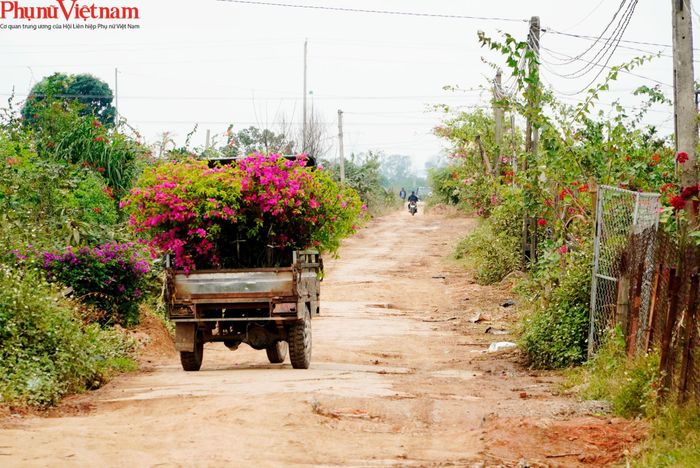 Cũng vì những ưu thế này nên nhiều năm trở lại đây, Phù Đổng trở thành thủ phủ hoa giấy của đất Bắc, nhiều lái buôn đến từ các tỉnh lân cận Hà Nội hoặc từ Thừa Thiên – Huế trở ra đã tấp nập đến mua. Vào dịp này, trung bình, mỗi ngày có hàng chục chiếc xe ô tô tải.