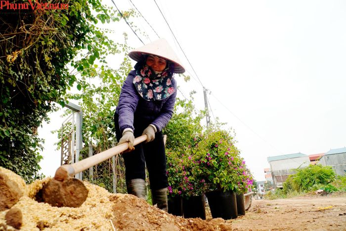 Cũng bởi thu nhập khá như vậy, những năm gần đây, người dân ở Phù Đổng đã chuyển sang trồng hoa giấy rất nhiều, thậm chí có người còn thuê cả đất hoặc tận dụng những thửa đất hoang hóa, bỏ không để trồng