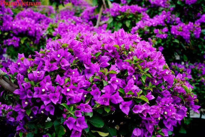 Đặc biệt, nổi bật là giống hoa giấy tím Bắc, đây là giống chỉ có riêng ở Phù Đổng, điểm khác biệt của nó là chỉ nở trong một mùa – mùa đông vào dịp giáp Tết, với sắc màu tím tươi rất phù hợp để người dân mua về chơi Tết