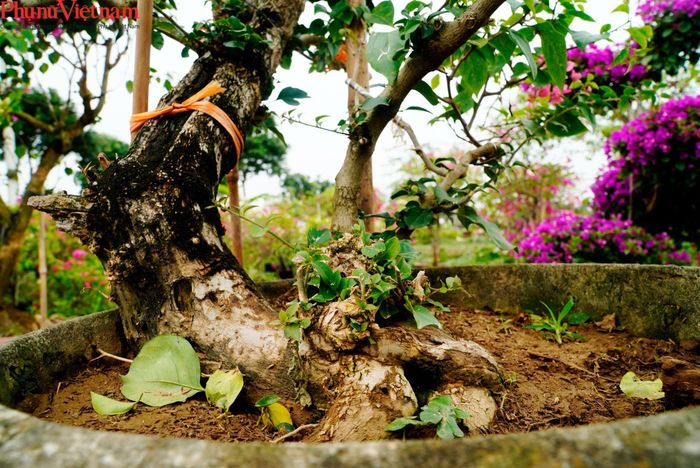 Phải nói thêm đấy là những bầu nhỏ, còn đối với những gốc hoa giấy lâu năm, và đặc biệt có tạo thế thì giá cả lên tới vài triệu đồng, thậm chí tới vài chục triệu đồng