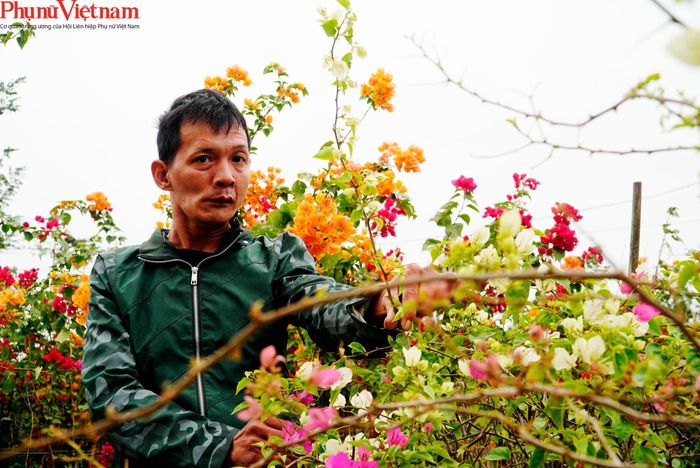 Nhờ phát triển từ cây hoa giấy, đến năm 2020, xã Phù Đổng đã không còn hộ nghèo – giảm xuống từ 35 hộ (2019), số hộ cận nghèo giảm từ 85 hộ (2019) xuống còn 61 hộ. Trong ảnh là anh Vương Đình Hoàng (40 tuổi, trú thôn Phù Dực 1, xã Phù Đổng), người khuyết tật não đã thoát nghèo kể từ khi chuyển sang trồng loại cây này