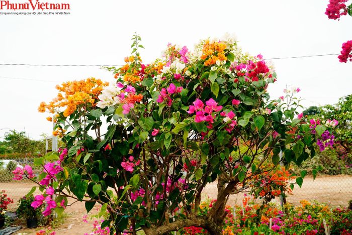 Tuy nhiên, giống hoa giấy đắt hàng nhất năm nay phải kế đến là giống hoa giấy 5 màu (trắng, đỏ hồng, cà dốt, đỏ, phớt hồng). Đây là giống vốn xuất sứ từ Thái Lan, tuy nhiên chỉ sau khoảng 2 tháng xuất hiện trên thị trường, người dân nơi đây đã nhanh chóng lai giống thành công và hạ giá thành xuống