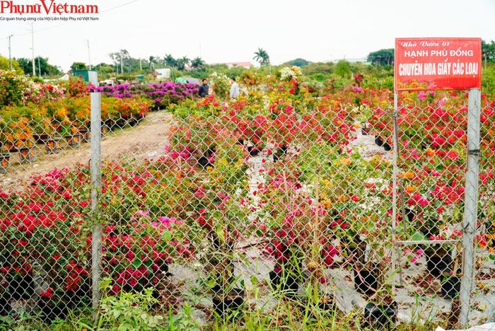 Mới đây (11/12), nhân dịp kỷ niệm 10 năm UNESCO công nhận Hội Gióng là Di sản văn hóa phi vật thể đại diện của Nhân loại, làng trồng cây cảnh hoa giấy Phù Đổng (xã Phù Đổng) đã được trao quyết định công nhận là Làng nghề cây cảnh hoa giấy Phù Đổng