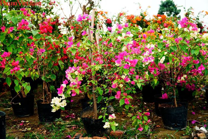 Với giá cả thị trường năm nay, mỗi bầu cây hoa giấy loại bình dân có giá từ khoảng vài chục đến vài trăm nghìn đồng