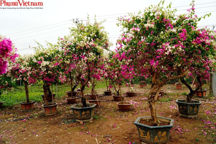 Hơn nữa, với kinh nghiệm được tích lũy qua nhiều năm, đặc biệt trong tư duy tạo thế cây của người dân nơi đây đã làm cho hoa giấy Phù Đổng thường nổi bật hơn so với nơi khác – cây có nhiều thế, hoa ra nhiều hơn. Nhờ vậy, hoa giấy nơi đây thường được ưa chuộng và có giá thành cao hơn những nơi khác