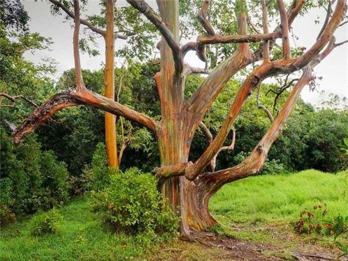  Cây bạch đàn cầu vồng không chỉ đẹp mà dầu chiết xuất từ lá được dùng như để làm dược liệu, có tác dụng thư giãn. 