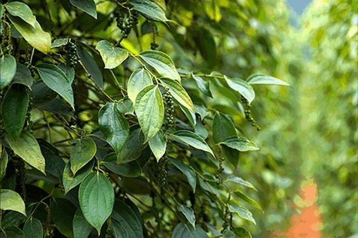 Giá tiêu hôm nay 25/12: Nỗi lo kép trước vụ mới