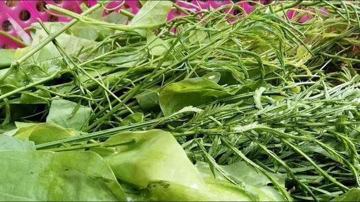 Loại cây này mọc hoang trong rừng, quấn vào bất cứ loài thực vật nào sống bên cạnh.