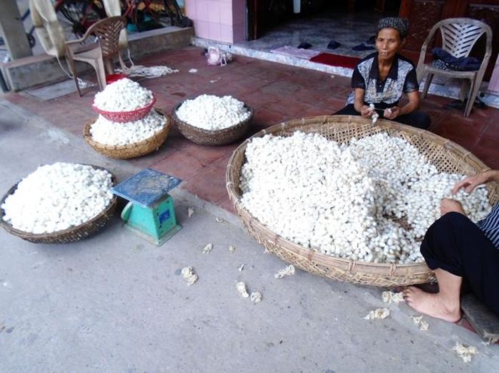 Là một trong những hộ gia đình ươm tơ nhiều nhất làng Cổ Chất, nghệ nhân Nguyễn Thị Yến đặc biệt quan tâm tới khâu phân loại kén tằm để có được sản phẩm tơ đạt chất lượng cao nhất.