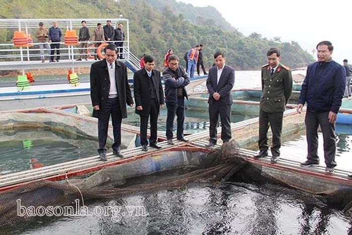 Các đại biểu tham quan mô hình nuôi cá lồng.