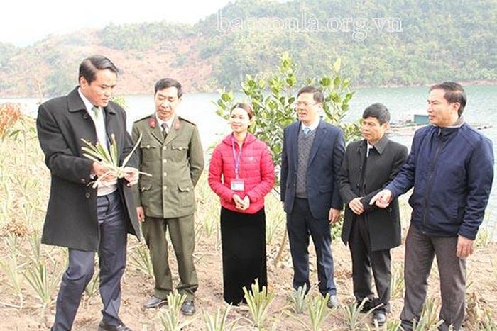Các đại biểu tham quan mô hình trồng dứa nguyên liệu tại xã Chiềng Ơn.