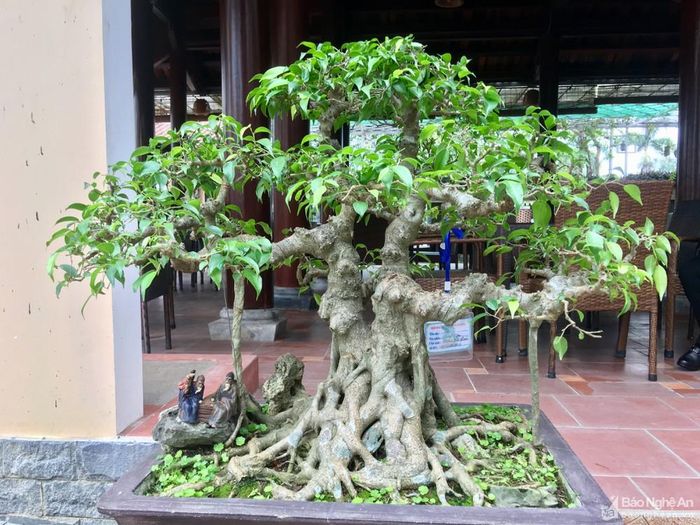 Cây sanh thế “Song thụ” thể hiện tình “Huynh đệ” luôn kề vai sát cánh bên nhau đến trọn đời. Ảnh: Ngọc Phương