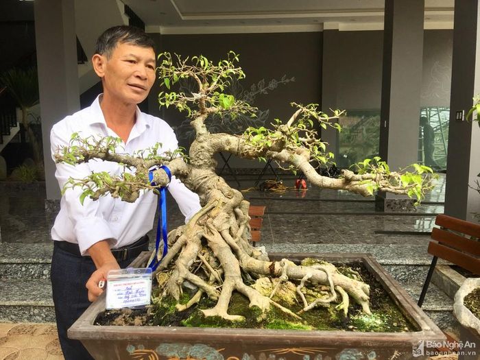 Cây sanh Nam điền thế “Trực hoành” được chủ nhân tạo tác trên 15 năm. Ảnh: Ngọc Phương