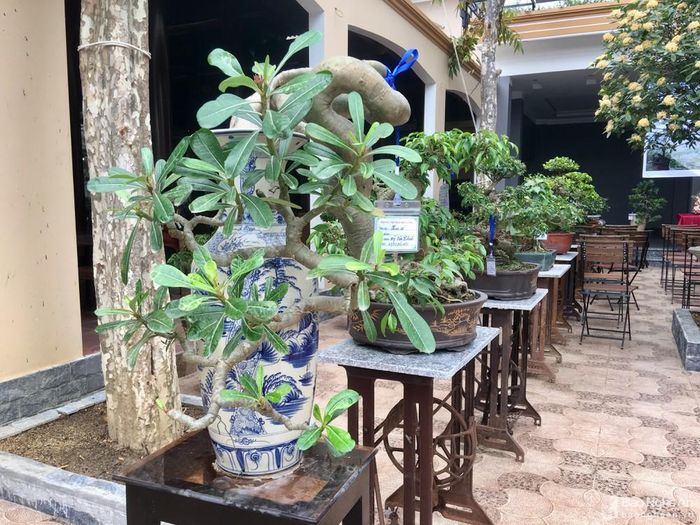 Những chậu bonsai nhỏ xinh, chất trồng rất ít nhưng vẫn luôn xanh tốt. Ảnh: Ngọc Phương