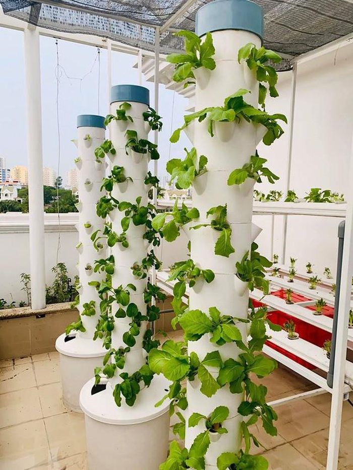 MC Đại Nghĩa dành nhiều thời gian để thiết kế và trồng một khu vườn rau thủy canh trên tầng thượng của biệt thự.