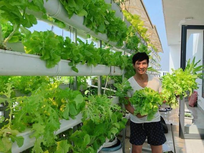 Lý Hải từng chia sẻ, vườn rau tươi tốt đến mức, quanh năm nhà anh dùng không hết.