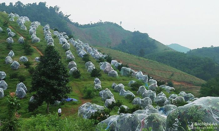 Cam mắc màn ở xã Thanh Đức. Ảnh: Hữu Thịnh