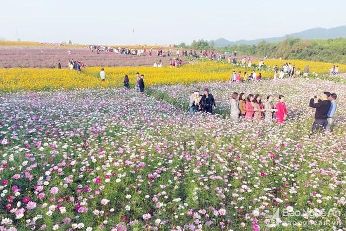 Đến thưởng ngoạn vẻ đẹp của cánh đồng, thung lũng và đồi hoa, hầu hết các du khách đều tranh thủ ghi lại khoảnh khắc đáng nhớ trong thời điểm đầu năm mới 2021. Ảnh: Nhật Lân