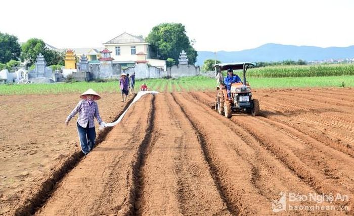 Nông dân huyện Diễn Châu sản xuất cây trồng trên đất màu. Ảnh: Xuân Hoàng