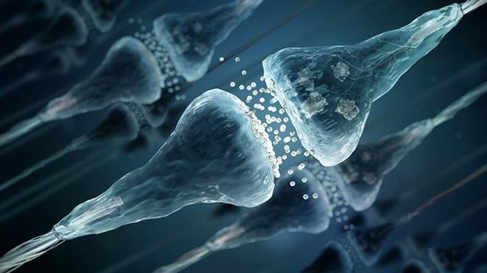 Quá trình “cắt-tỉa” synapse diễn ra không ngừng, giúp não bộ thích nghi, tự chữa lành trong... nghịch cảnh.