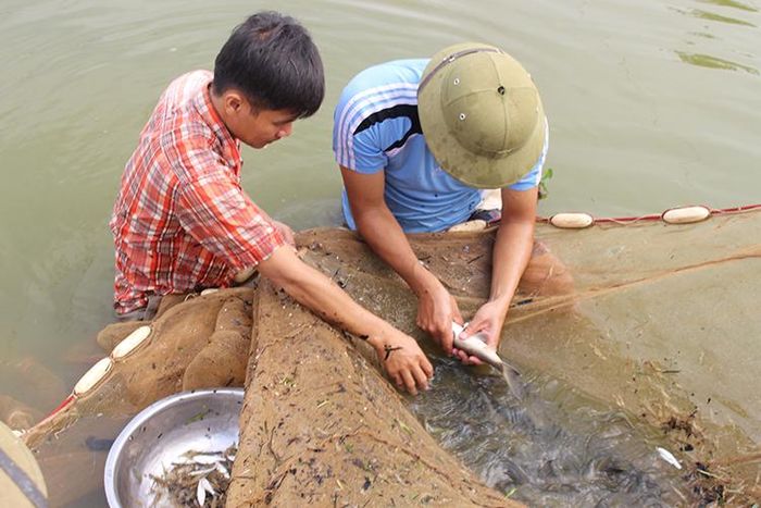 Cuối năm, nhu cầu sử dụng thực phẩm của người dân tăng cao, người dân trên địa bàn tỉnh tập trung thu hoạch với hy vọng bán được giá cao. 