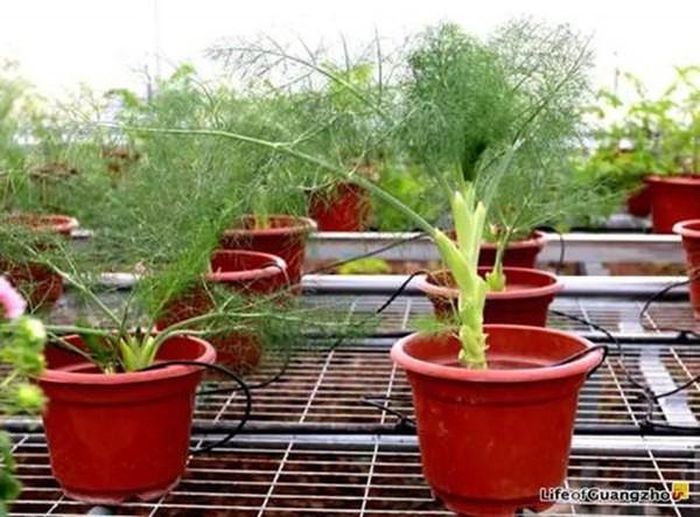 Chẳng thể ngờ bonsai thì là lại đẹp đến thế. Ảnh: Lifeofguangzhou.