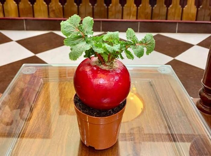 Tuy nhiên, gần đây, củ cải đỏ được nhà vườn trồng trên chậu như một loại bonsai trưng bày trong dịp Tết, với giá bán dao động từ 70.000 – 150.000 đồng/chậu. Ảnh: Dân Việt.