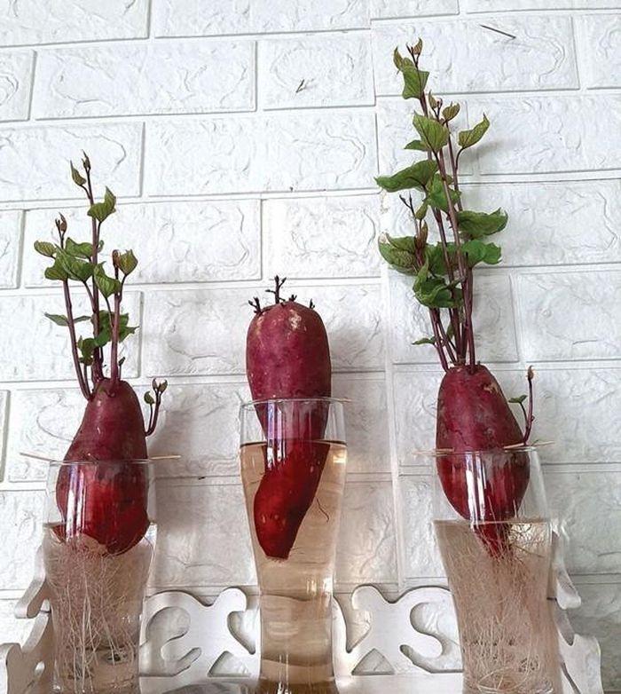 Các chậu bonsai khoai lang có thể trang trí trên bàn làm việc. Ảnh: Baocamau.