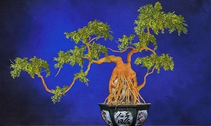 Bonsai cà rốt với tạo hình uốn lượn độc đáo khiến nhiều khách hàng thích thú. Ảnh: Lifeofguangzhou.