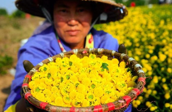 Một nhân công hái nhanh mỗi ngày thu được khoảng 20-30kg hoa cúc.