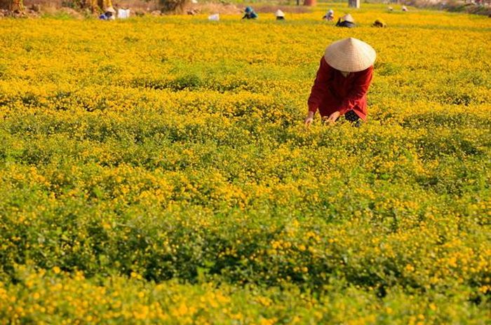 Mùa hoa cúc chi nở rộ cũng là lúc cánh đồng thôn Nghĩa Trai trở nên nhộn nhịp bởi người hái hoa và những du khách trẻ.
