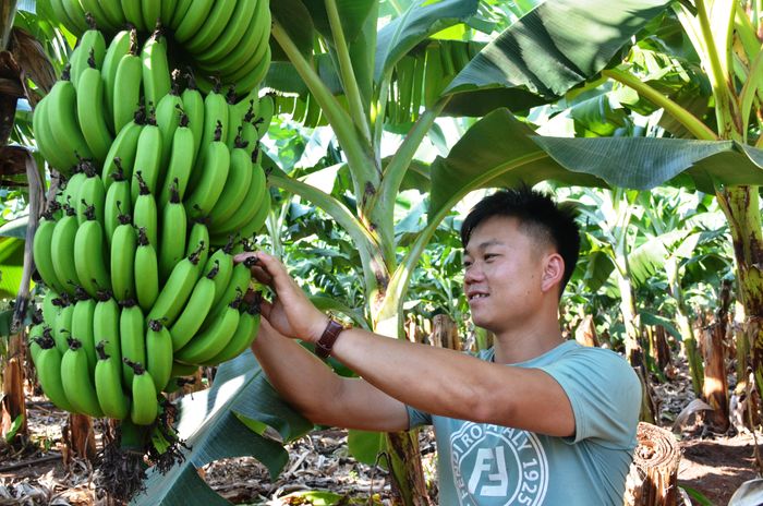 Công nhân Công ty TNHH Thuận Tâm Thành chăm sóc vườn chuối. Ảnh: Vĩnh Hoàng