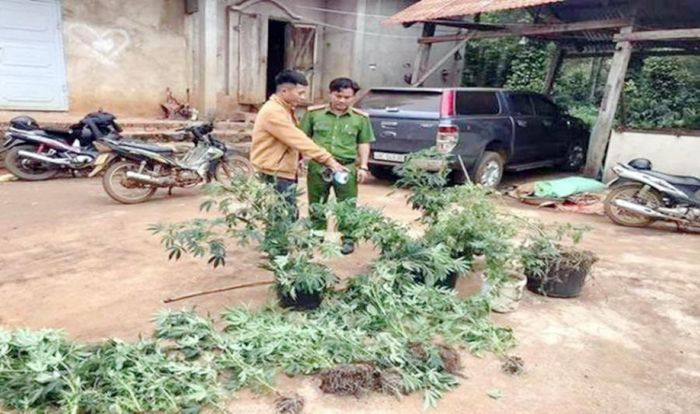 Lực lượng CAX nhổ số cây cần sa do Cao trồng trái phép.