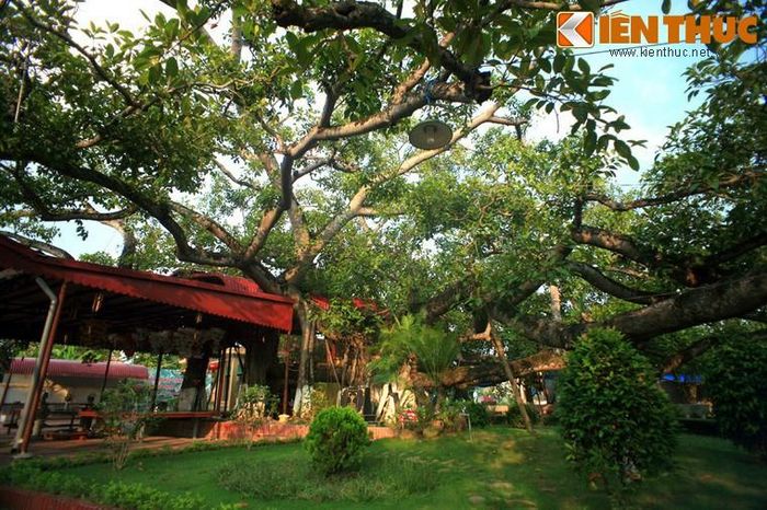 Cây đa 13 gốc ở quận Ngô Quyền, TP Hải Phòng. Do cây đa "có thần" mà trong dân gian lưu truyền những lời khuyên về việc phải có thái độ dè chừng, kính cẩn với những cây đa cổ thụ, đặc biệt là không được làm ô uế, bẻ cành hay chặt phá tùy tiện.