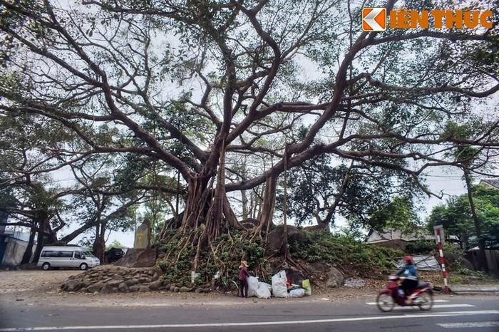 Cây đa Đá Bạc, cây Di sản Việt Nam ở Phú Lộc, tỉnh Thừa Thiên - Huế. Có nhiều giai thoại được kể về việc con người bị trừng phạt khi xâm hại cây đa cổ thụ. Nếu phải chặt một cây đa, người xưa thường mời thầy về xem xét cẩn thận, cúng tế chu đáo để "mời" quỷ thần đi nơi khác.