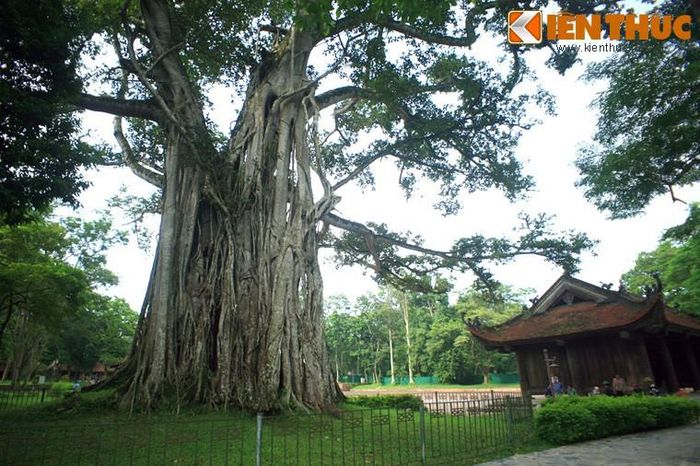 Cây đa cổ thụ ở Cố đô Lam Kinh, Thanh Hóa. Cũng do quan niệm "cây đa có thần" này mà người xưa chủ ý trồng cây đa ở các địa điểm tâm linh, vừa để tạo cảnh quan, vừa để quỷ thần ngụ trong cây được chế ngự trong một không gian thiêng liêng.