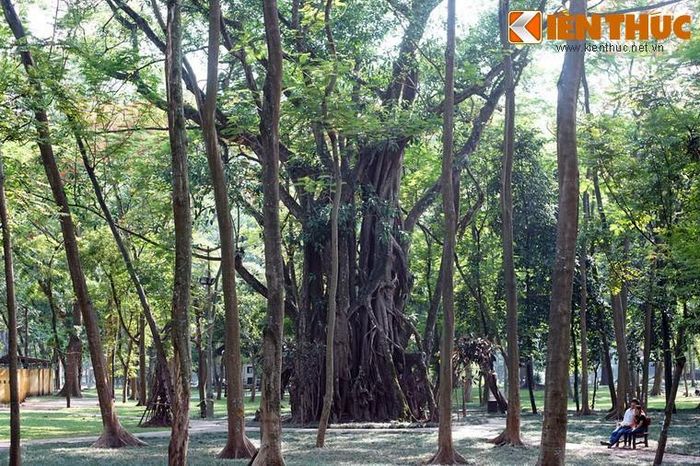 Cây đa búp đỏ trong vườn bách thảo Hà Nội. Thiết nghĩ, trong thời hiện đại, thái độ kính trọng của người Việt dành cho cây đa là một nét văn hóa đẹp cần được giữ gìn, và nó nên được mở rộng ra cho cây xanh nói chung để phù hợp với xu thế bảo vệ môi sinh đang được cổ vũ trên toàn cầu...
