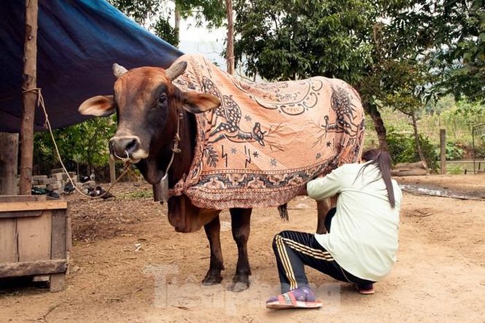Quấn chăn giữ ấm cho bò là cách chống rét hữu hiệu của người dân vùng cao.