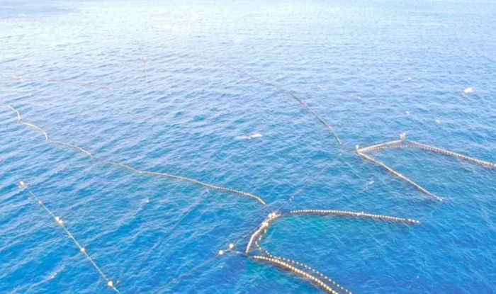  Các nhà hoạt động đang kêu gọi ngư dân địa phương cố gắng giải thoát con cá voi trong bối cảnh lo ngại rằng nó có thể chết hoặc bị giết. Ảnh: Ren Yabuki. 