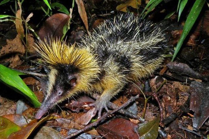 Hemicentetes semispinosus có vẻ ngoài khá kì dị.