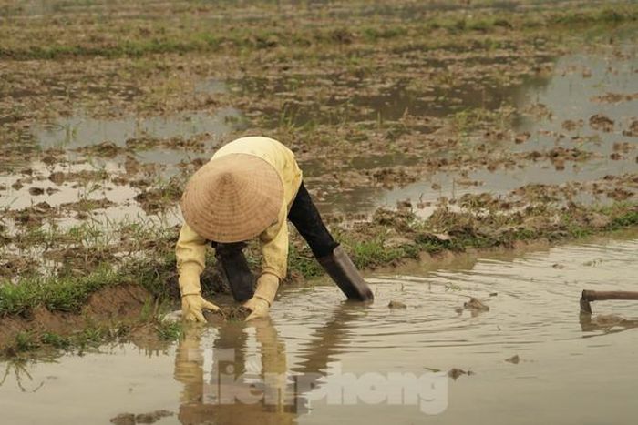  Đồ bảo hộ được nông dân sắm sửa tránh rét khi xuống ruộng. 
