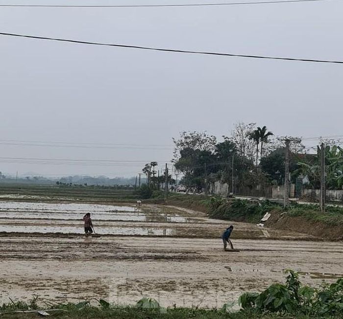 Trong khi đó, tại Nghệ An, nông dân đã gieo giống vụ mùa.